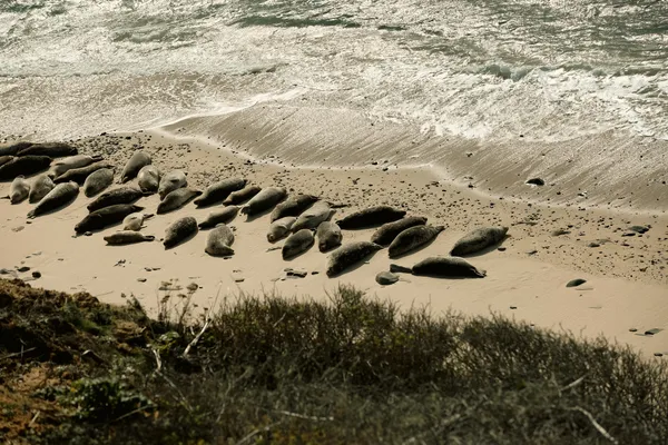 Elephant Seals .jpg