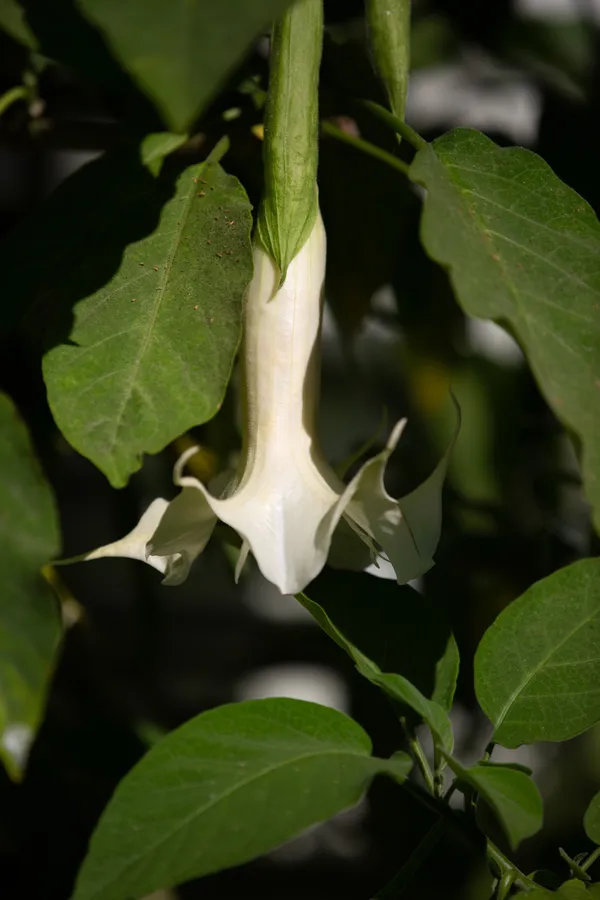 Leo Back yard and fron -2.jpg