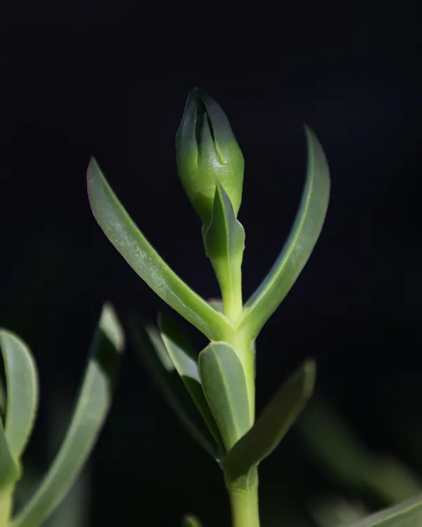 Leo Back yard and fron -5.jpg