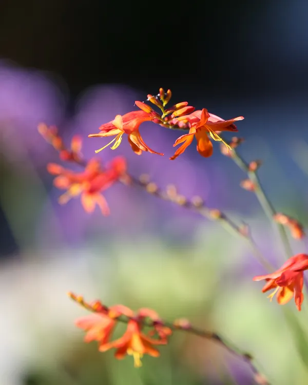 Leo Back yard and fron -7.jpg