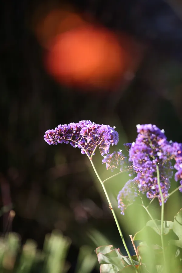 Leo Back yard and fron -8.jpg