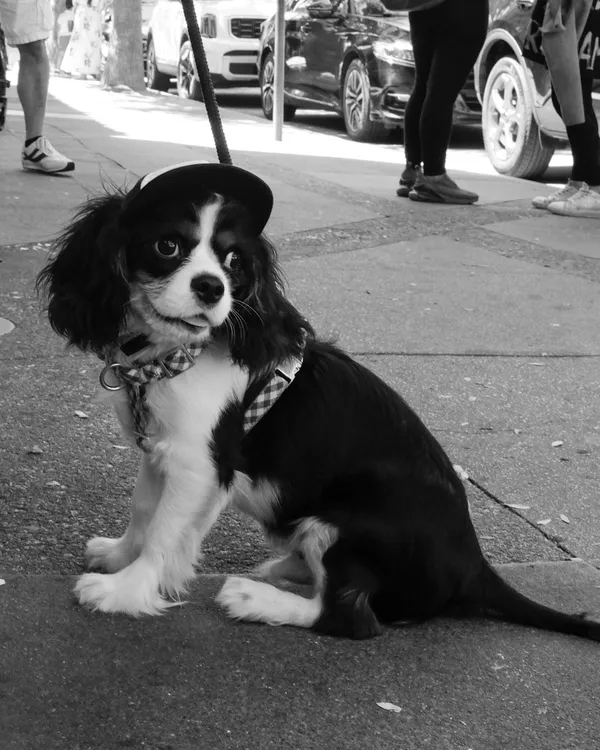 Leo carmel and beach-12.jpg