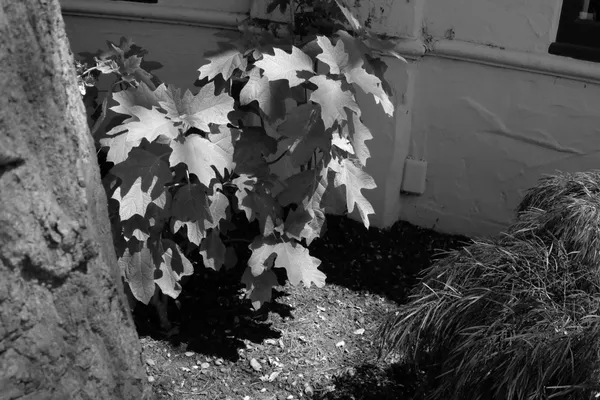 Leo carmel and beach-18.jpg