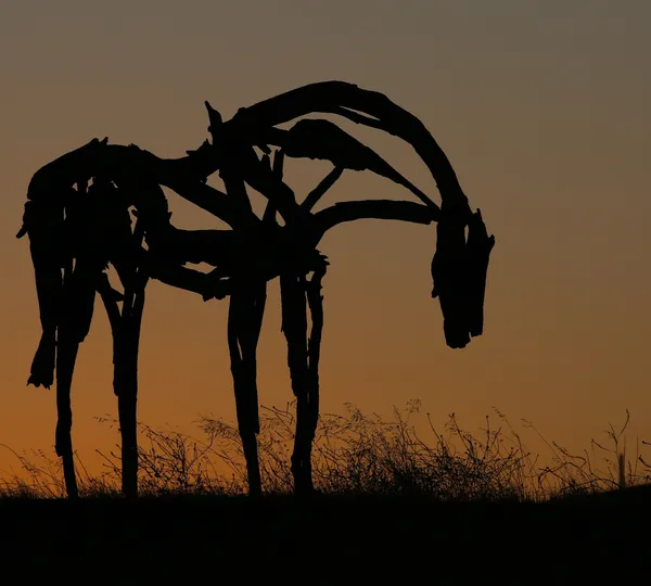 Leo point lobos  -4.jpg