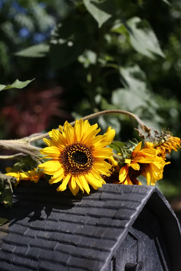 Leostevens creek trail-1-3.jpg