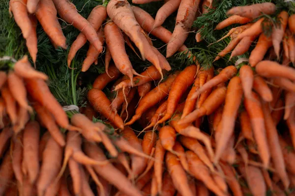 Leostevens creek trail-4.jpg