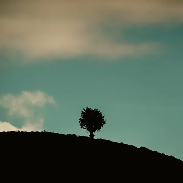 Lone Soldier.jpg