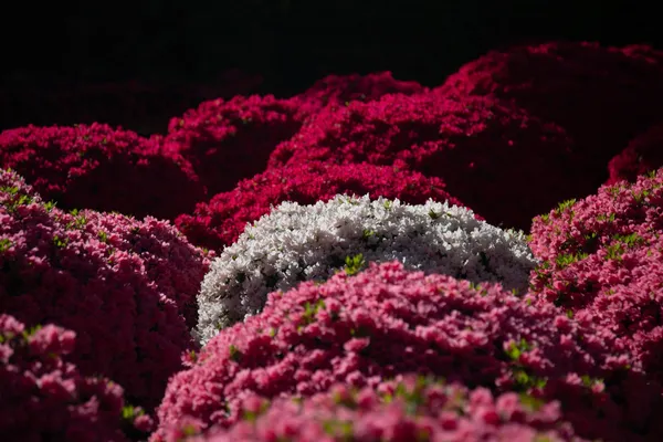 leo neu shrine 1.jpeg